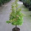 Japanse Esdoorn (Acer Shirasawanum 'Aureum') -Groene Wereld 20110215152843 8