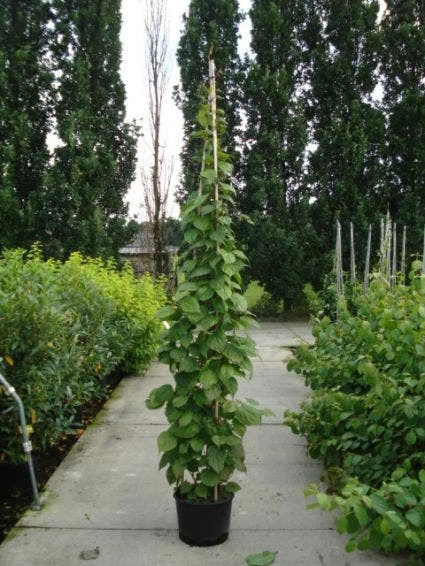 Sierkiwi (Actinidia Kolomikta) 6 Sierkiwi (Actinidia Kolomikta) - Afbeelding 4