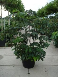 Herfstpaardenkastanje (Aesculus Parviflora) -Groene Wereld 20110215154403 8