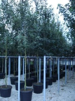 Krentenboom (Amelanchier Arborea 'Robin Hill') 11 Krentenboom (Amelanchier Arborea 'Robin Hill') -Groene Wereld 20110215154853 10