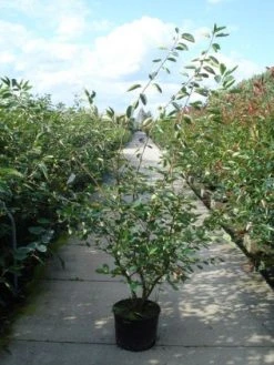 Krentenboom Als Struik (Amelanchier Lamarckii) -Groene Wereld 20110215155125 13