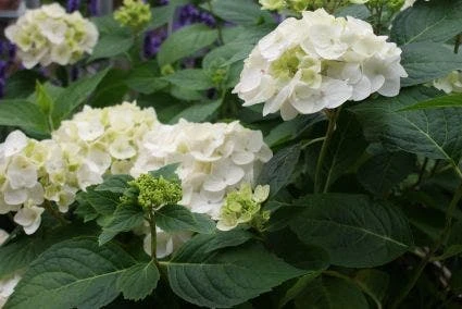 Hortensia (Hydrangea 'Endless Summer The Bride') 3 Hortensia (Hydrangea 'Endless Summer The Bride')
