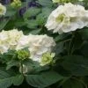 Hortensia (Hydrangea 'Endless Summer The Bride') -Groene Wereld 20110622190216 2