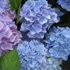 Hortensia (Hydrangea 'Endless Summer' Blauw) -Groene Wereld 20110702112219 2 1