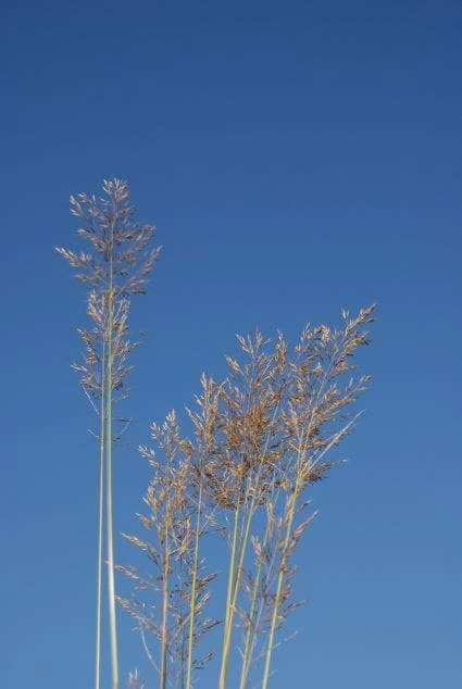 Diamantgras (Calamagrostis Brachytricha) 3 Diamantgras (Calamagrostis Brachytricha)