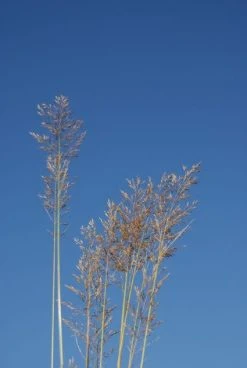 Diamantgras (Calamagrostis Brachytricha)