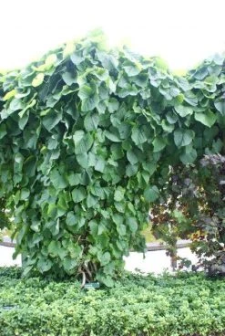 Duitse Pijp (Aristolochia Macropylla) -Groene Wereld 20110731133730 3 1