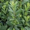Gagel (Myrica Gale) -Groene Wereld 20110731135447 1