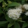 Spierstruik (Spiraea Japonica 'Albiflora') -Groene Wereld 20110731140422 1