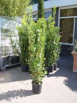 Echte Laurier (Laurus Nobilis) -Groene Wereld 20110822165109 10