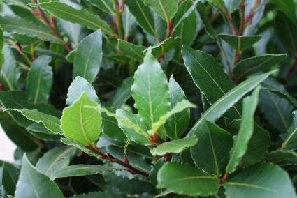 Echte Laurier Als Boom (Laurus Nobilis) 5 Echte Laurier Als Boom (Laurus Nobilis) - Afbeelding 3