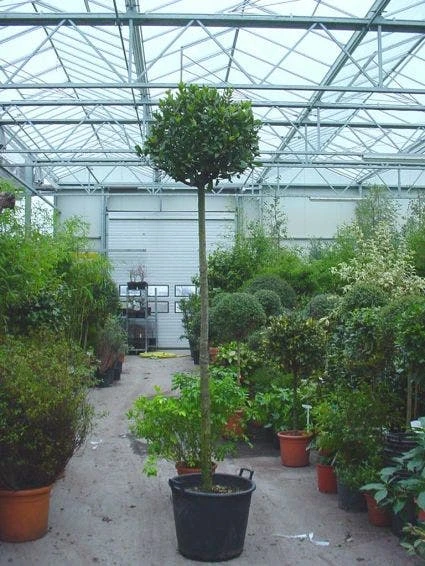 Echte Laurier Als Boom (Laurus Nobilis) 4 Echte Laurier Als Boom (Laurus Nobilis) - Afbeelding 2