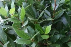 Echte Laurier Op Stam (Laurus Nobilis) -Groene Wereld 20110822170724 4