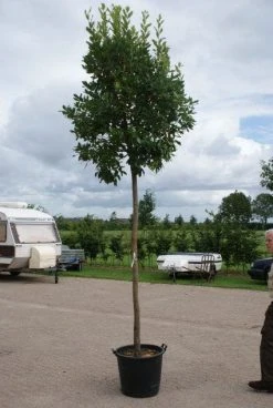 Aardbeiboom (Arbutus Unedo) 8 Aardbeiboom (Arbutus Unedo) -Groene Wereld 20110822171531 4