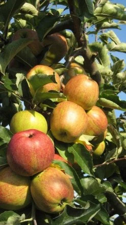 Appelboom (Malus Domestica ) -Groene Wereld 20110905151704 5 1