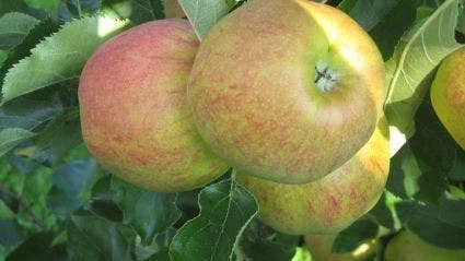 Appelboom (Malus Domestica 'Elstar') 5 Appelboom (Malus Domestica 'Elstar') - Afbeelding 3