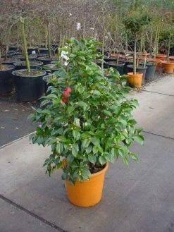 Camelia (Camellia, Wit) -Groene Wereld 20110919164918 5 2