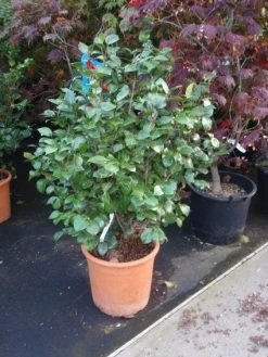 Camelia (Camellia, Wit) 13 Camelia (Camellia, Wit) -Groene Wereld 20110919164930 5 1