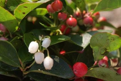 Bergthee / Patrijzenbes (Gaultheria Procumbens) 7 Bergthee / Patrijzenbes (Gaultheria Procumbens) - Afbeelding 5