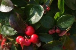 Bergthee / Patrijzenbes (Gaultheria Procumbens) -Groene Wereld 20111029153507 2