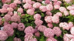 Hortensia (Hydrangea 'Pink Annabelle') -Groene Wereld 20111219093740 1