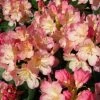 Rhododendron (Rhododendron 'Percy Wiseman') -Groene Wereld 20120110133045 1 2