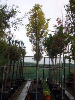 Judasboom (Cercis Siliquastrum) -Groene Wereld 20120110164015 10