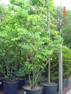 Judasboom Als Struik (Cercis Siliquastrum) -Groene Wereld 20120110165223 8 2