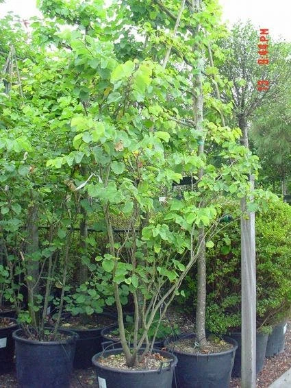 Judasboom Als Struik (Cercis Siliquastrum) 6 Judasboom Als Struik (Cercis Siliquastrum) - Afbeelding 4