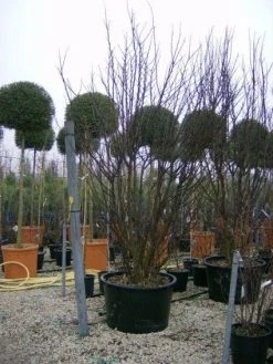 Judasboom Als Struik (Cercis Siliquastrum) -Groene Wereld 20120110165233 8 1