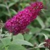 Vlinderstruik (Buddleja 'Miss Ruby') -Groene Wereld 20120123135252 1