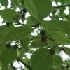 Papiermoerbei (Broussonetia Papyrifera) -Groene Wereld 20120123140344 5