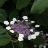 Fluweelhortensia (Hydrangea Aspera 'Sargentiana') -Groene Wereld 20120125142813 1