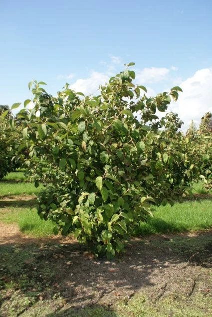 Japanse Sneeuwbal (Viburnum Plicatum 'Tomentosum') 6 Japanse Sneeuwbal (Viburnum Plicatum 'Tomentosum') - Afbeelding 4