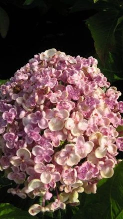 Seringhortensia (Hydrangea Macrophylla 'Ayesha') -Groene Wereld 20120202134624 2