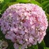 Seringhortensia (Hydrangea Macrophylla 'Ayesha') -Groene Wereld 20120202134725 2