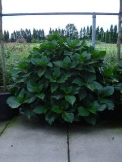 Seringhortensia (Hydrangea Macrophylla 'Ayesha') -Groene Wereld 20120202134812 2 2