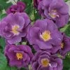 Roos (Rosa 'Rhapsody In Blue') 2 Roos (Rosa 'Rhapsody In Blue') -Groene Wereld 20120207104847 1 1