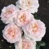 Grootbloemige Roos (Rosa 'A Whiter Shade Of Pale')