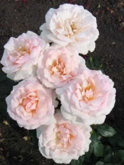 Grootbloemige Roos (Rosa 'A Whiter Shade Of Pale')