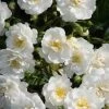Miniklimroos (Rosa 'Guirlande D'Amour') -Groene Wereld 20120207145857 1