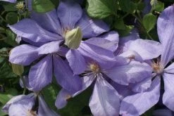 Bosrank (Clematis 'Mrs Cholmondeley') -Groene Wereld 20120211111116 1 1
