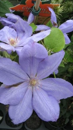 Bosrank (Clematis 'Mrs Cholmondeley') -Groene Wereld 20120211111143 1
