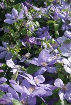 Bosrank (Clematis 'Mrs Cholmondeley') -Groene Wereld 20120211111208 1 1