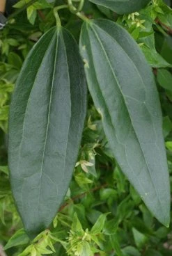 Bosrank, Groenblijvend (Clematis Armandii) -Groene Wereld 20120211132337 5 1