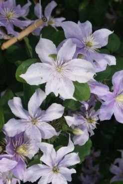 Bosrank (Clematis 'Justa') 12 Bosrank (Clematis 'Justa') -Groene Wereld 20120211142234 1