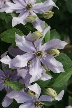 Bosrank (Clematis 'Justa') 11 Bosrank (Clematis 'Justa') -Groene Wereld 20120211142323 1