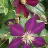 Bosrank (Clematis 'Mikelite') -Groene Wereld 20120211142757 1 1