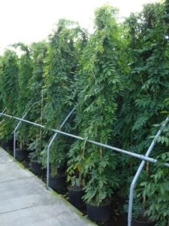 Blauwe Regen (Wisteria Sinensis) 15 Blauwe Regen (Wisteria Sinensis) -Groene Wereld 20120213094040 13