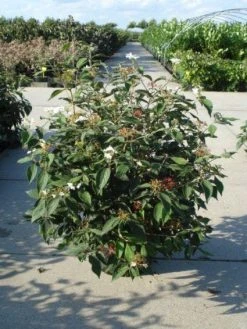 Sneeuwbal (Viburnum Plicatum 'Watanabe') 13 Sneeuwbal (Viburnum Plicatum 'Watanabe') -Groene Wereld 20120213095627 8